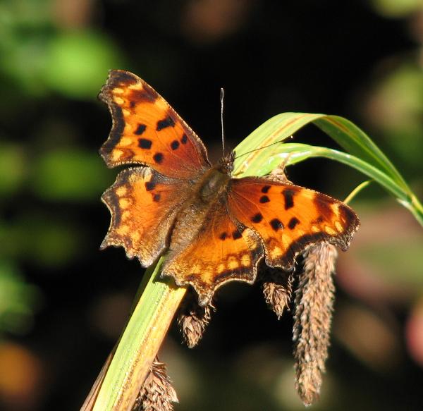 Photo of Polygonia zephyrus by Rosemary Taylor